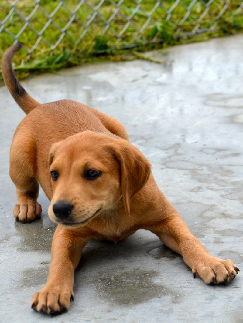 Why Your Puppy Bows | Shutterstock