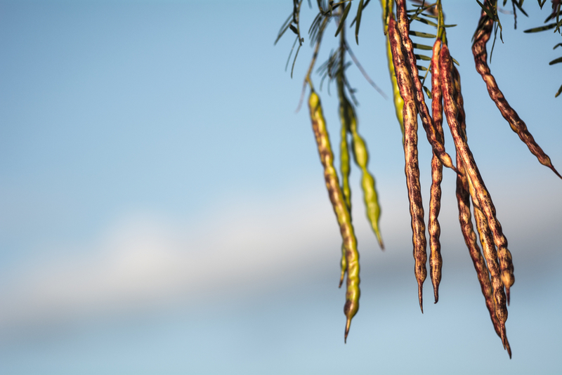 Arizona — Mesquite pods | Shutterstock