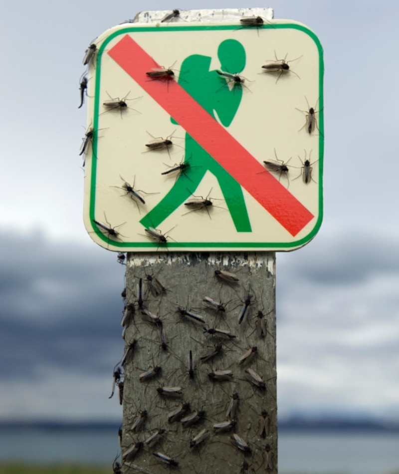 You Won't Find Any Mosquitoes in Iceland | Alamy Stock Photo by Erlend Haarberg/Nature Picture Library
