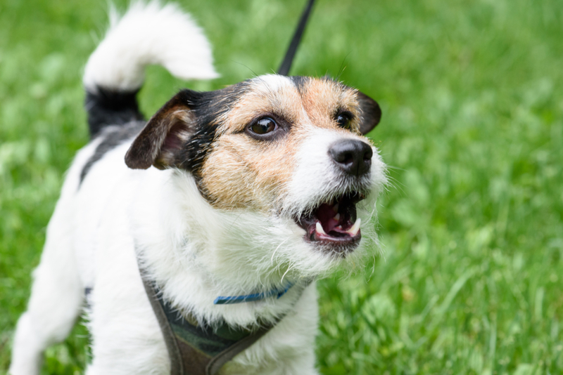 Por qué ladran los perros | Shutterstock Photo by alexei_tm