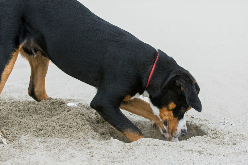 ¿Por qué los perros cavan en el patio? | Getty Images Photo by Arterra