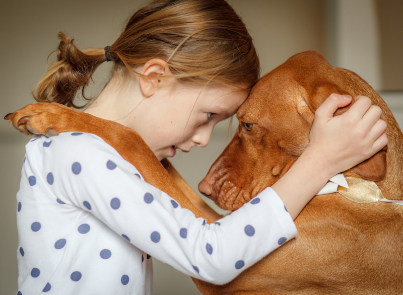 Cuando tu perro muestra empatía | Getty Images Photo by Deborah Pendell
