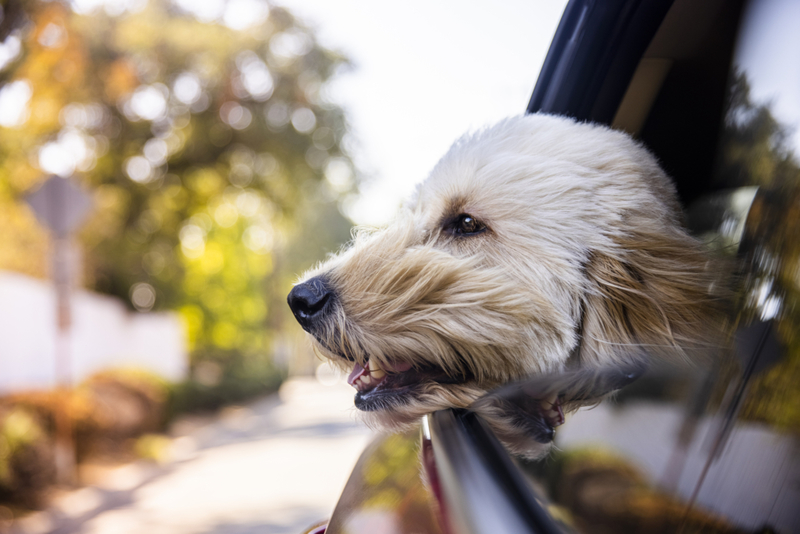 Cuando su cabeza está fuera de la ventanilla del coche... | Getty Images Photo by adamkaz