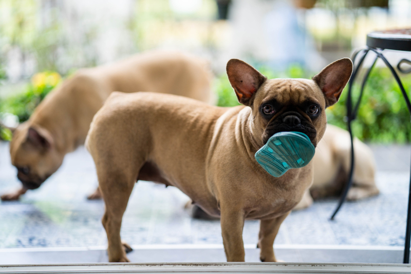 Cuando tu perro te lleva un regalo | Shutterstock Photo by Tienuskin