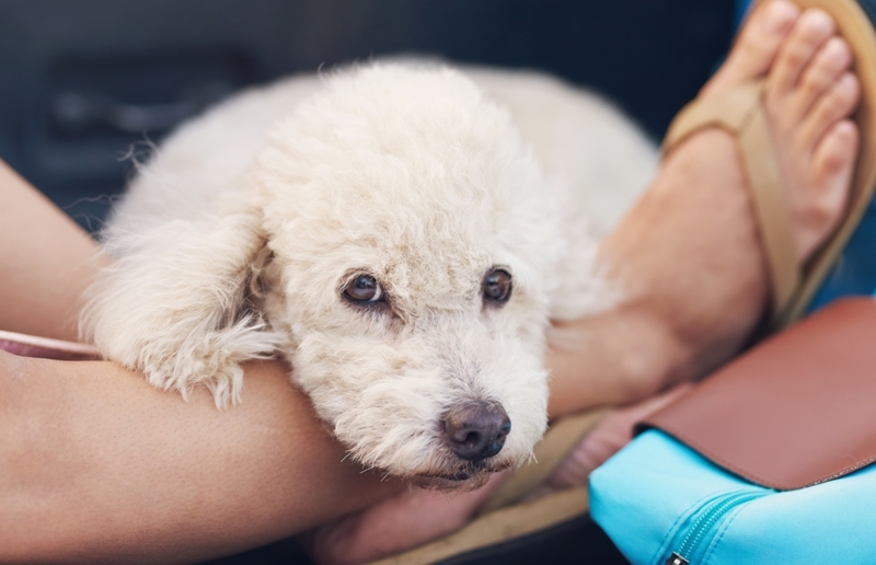 Por qué tu perro se acuesta sobre tus pies | Shutterstock Photo by PixieMe