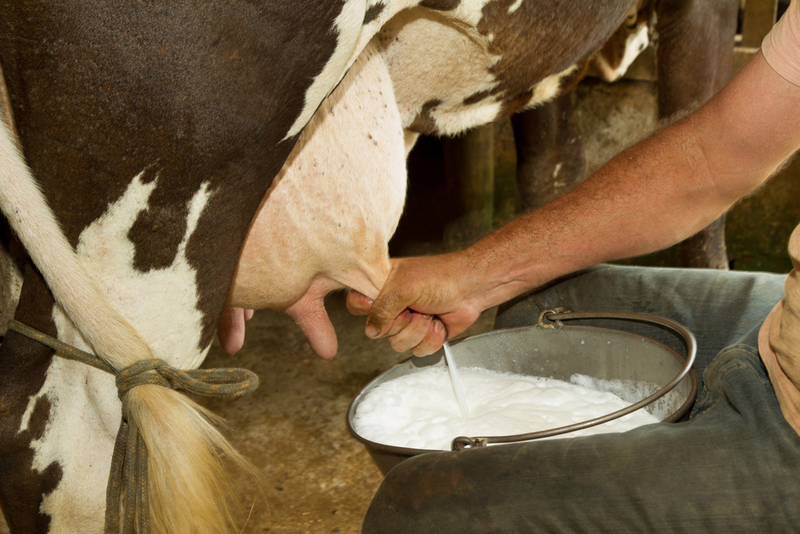 Vermont — Raw Milk | Shutterstock