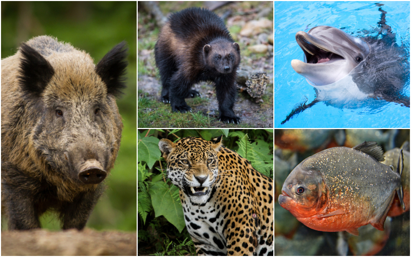 Most Dangerous Species on the Planet | Shutterstock