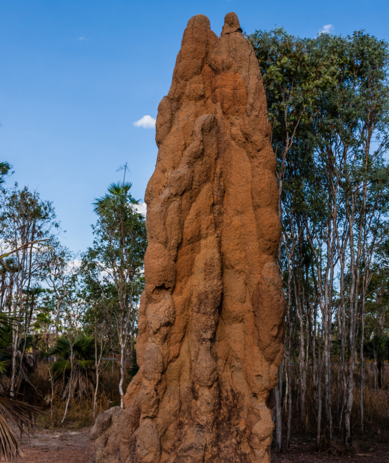 Montículos de termitas | Getty Images Photo by vdvornyk