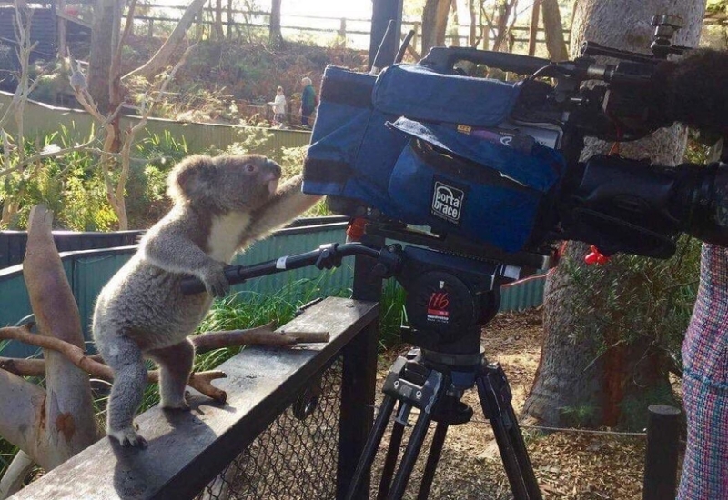 Koala camarógrafo | Reddit.com/D_S_W