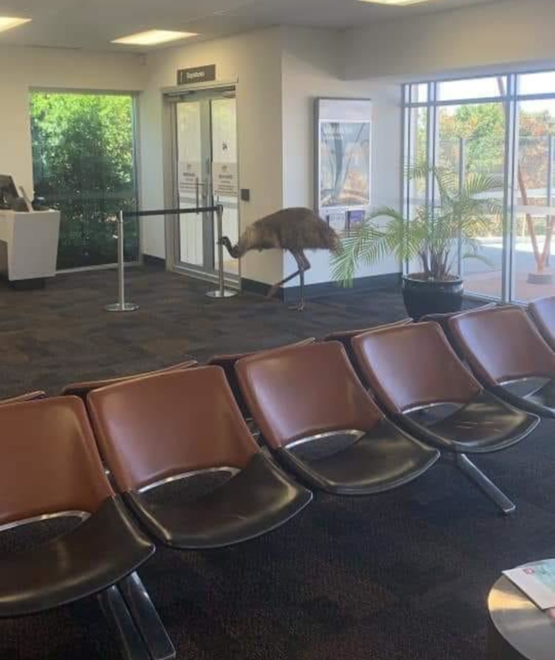 Un emú en el aeropuerto | Reddit.com/kaptiankrunchy