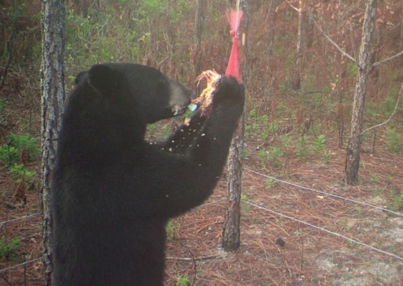 Black Bear | Flickr Photo by Florida Fish and Wildlife