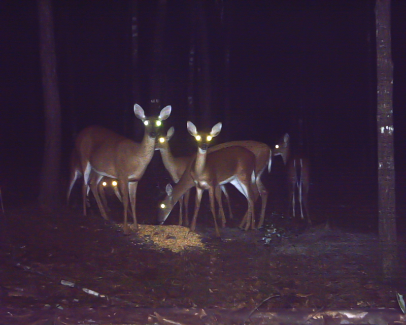 Giant Deer Buffet | Getty Images Photo by Kevin Elvis King