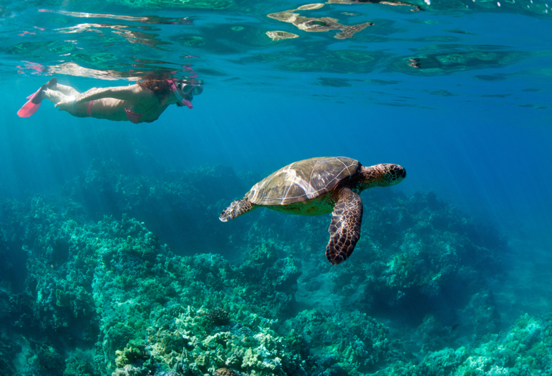 So Many Species of Sea Turtles | Getty Images Photo by M.M. Sweet Creative