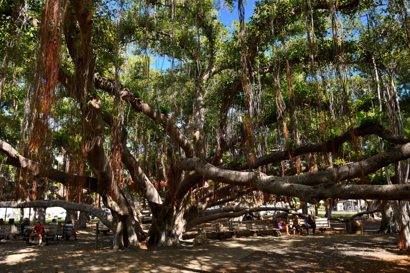 The Largest Tree in the World | Alamy Stock Photo by Angus McComiskey