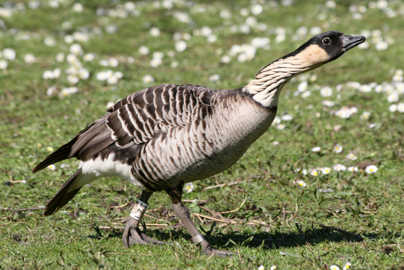 The Nene Goose | Alamy Stock Photo by Sabena Jane Blackbird