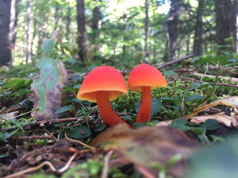 Vibrant Mushrooms | Reddit.com/BoarderGod