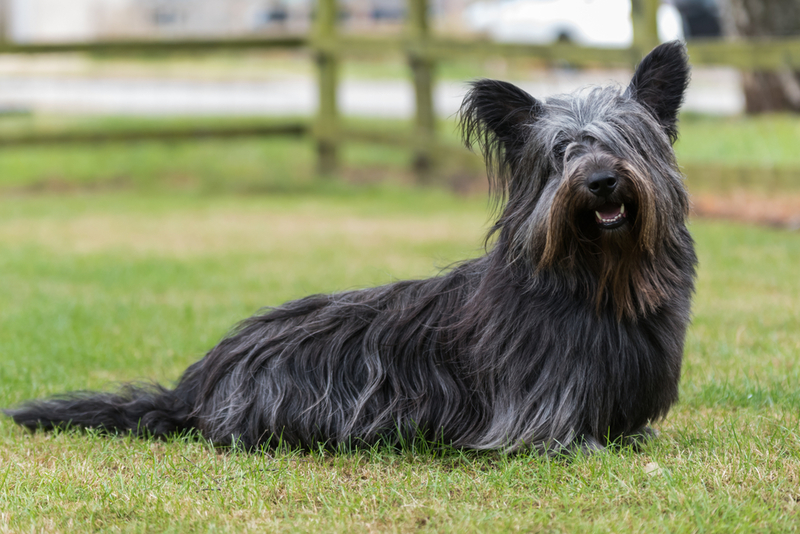 Skye Terrier | Shutterstock