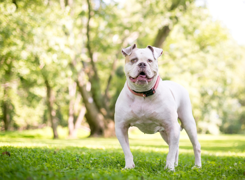 23. American Bulldog | Alamy Stock Photo