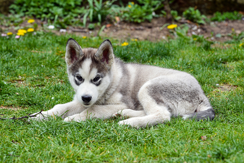 12. Alaskan Malamute - Most Dangerous Dog Breeds In The World