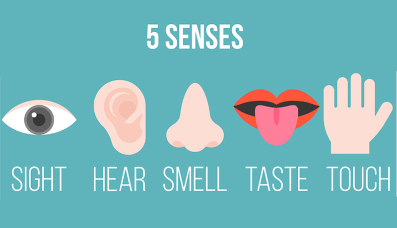 Humans Have Five Senses | Shutterstock