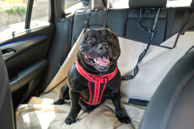 Ten un arnés para perros en el coche | Shutterstock Photo by Christine Bird