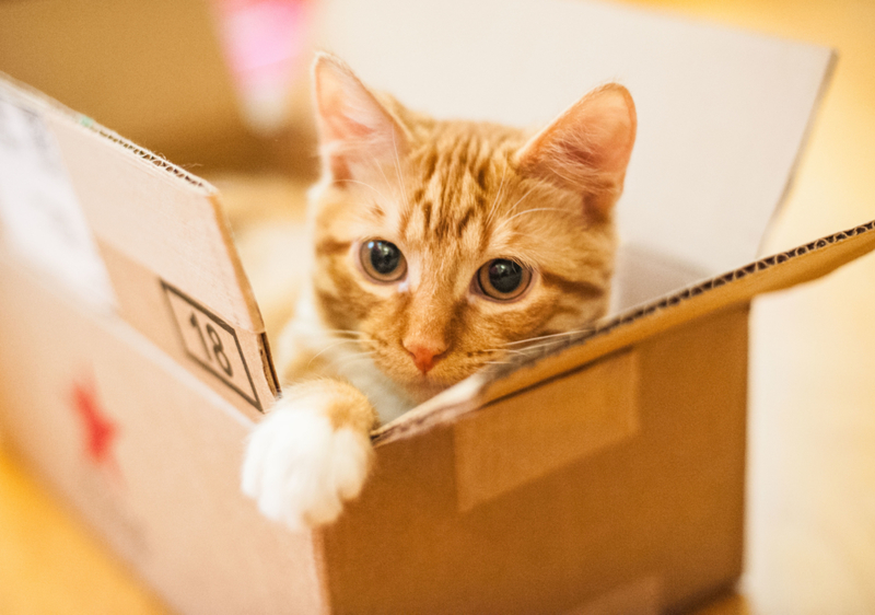 Los gatos y las cajas. Ya sabes cómo funciona | Alamy Stock Photo by Brigette Supernova