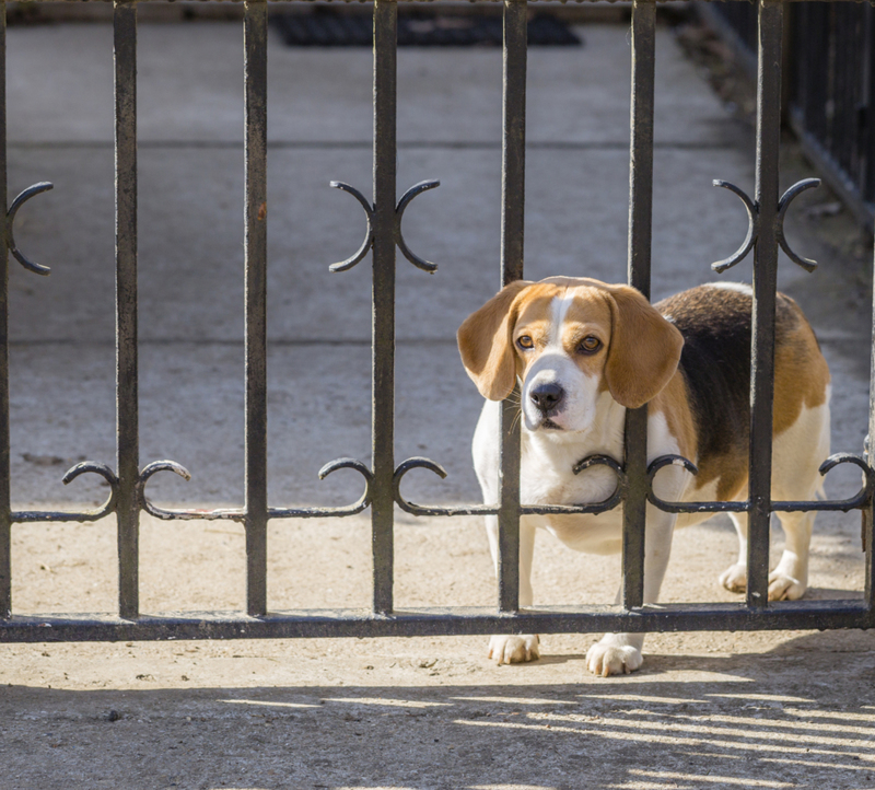 Asegúrate de que tus mascotas no se pueden escapar | Shutterstock Photo by Tynka