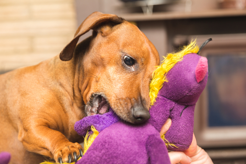 Haz un peluche para perros que se pueda rellenar | Shutterstock Photo by The Adaptive