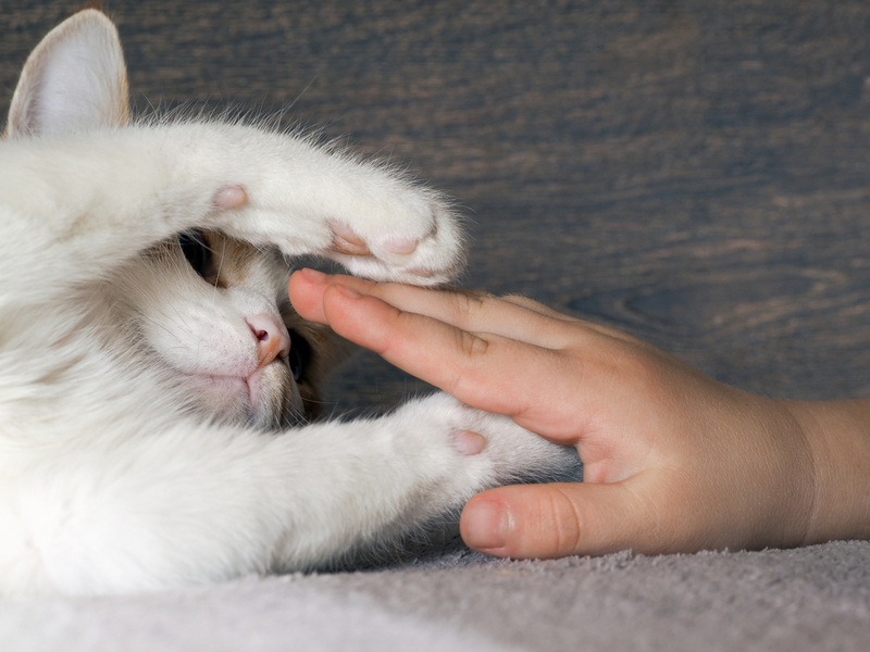 Toca las patitas de tu gato | Shutterstock Photo by Irina Kozorog