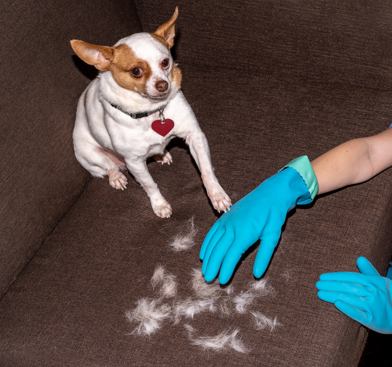 Los guantes de goma ayudan con el pelo de perro | Shutterstock Photo by Andrea C. Miller