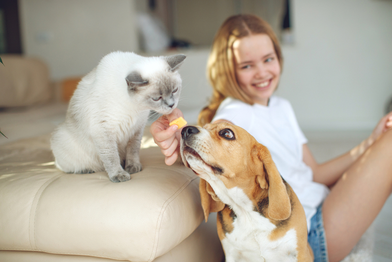 Tómate el tiempo necesario para introducir nuevas mascotas | Shutterstock Photo by Nina Buday