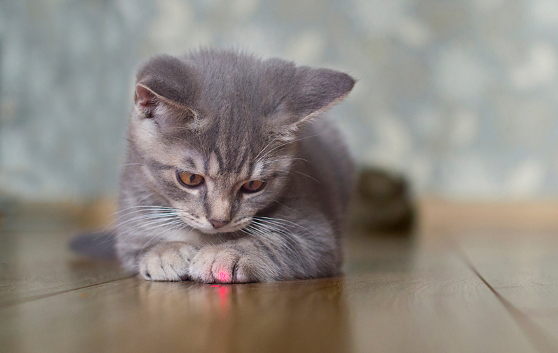 Premia a tu gato con dulces después de jugar con un láser | Shutterstock Photo by movetheuniverse