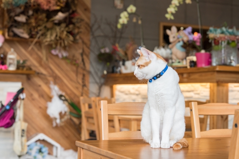 Kitty Katzen Cafe | Ryan_Cheng/Shutterstock