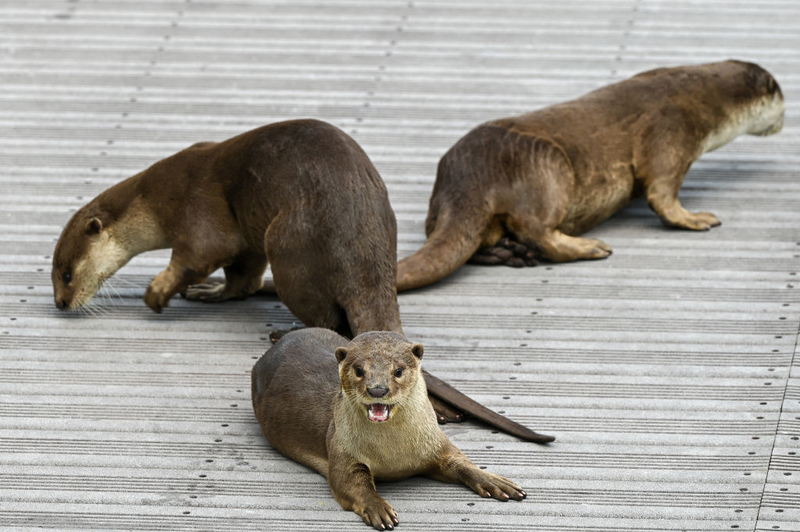 Otter City Leben | Getty Images Photo by Roslan RAHMAN/AFP