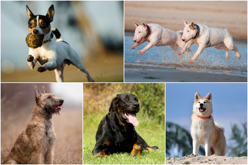 Even More Dog Breeds You Should Consider Twice Before Adopting | everydoghasastory/Shutterstock & otsphoto/Shutterstock & Marry Kolesnik/Shutterstock & Jan Dix/Shutterstock & Biser Yanev/Shutterstock