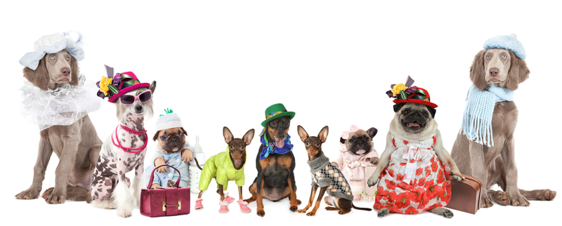 A Fashion Show for Dogs | Shutterstock