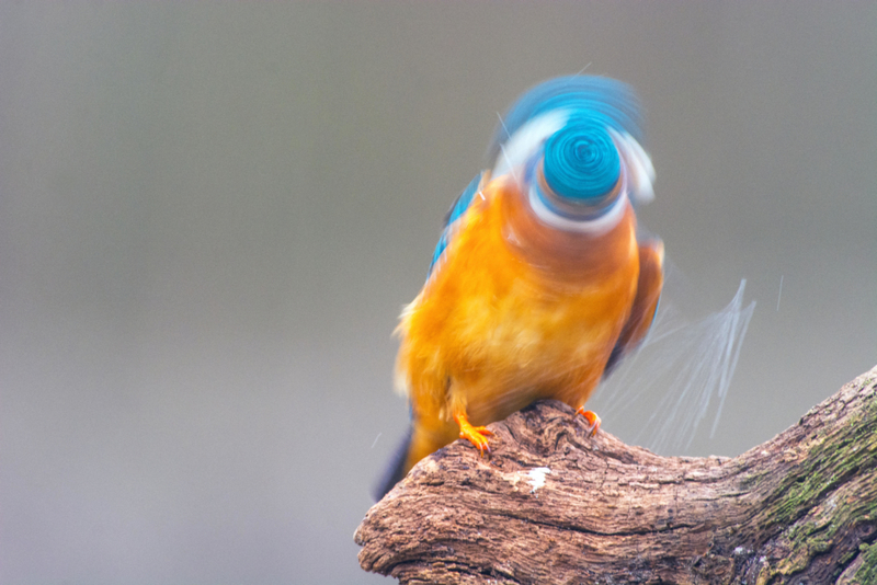 Swirly Bird | Alamy Stock Photo