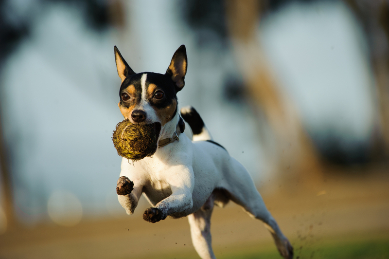 Fox Terriers | everydoghasastory/Shutterstock 