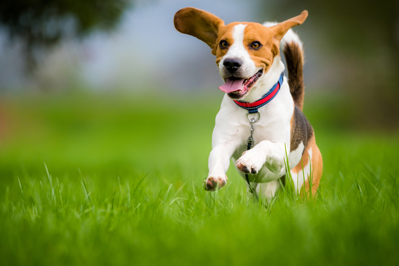 Beagles | Przemek Iciak/Shutterstock 