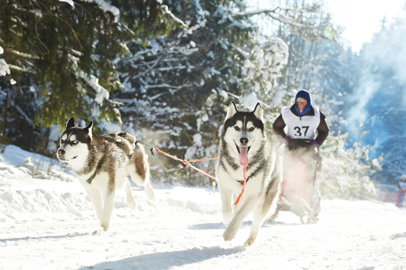 Le Husky de Sibérie | Dmitry Kalinovsky/Shutterstock 
