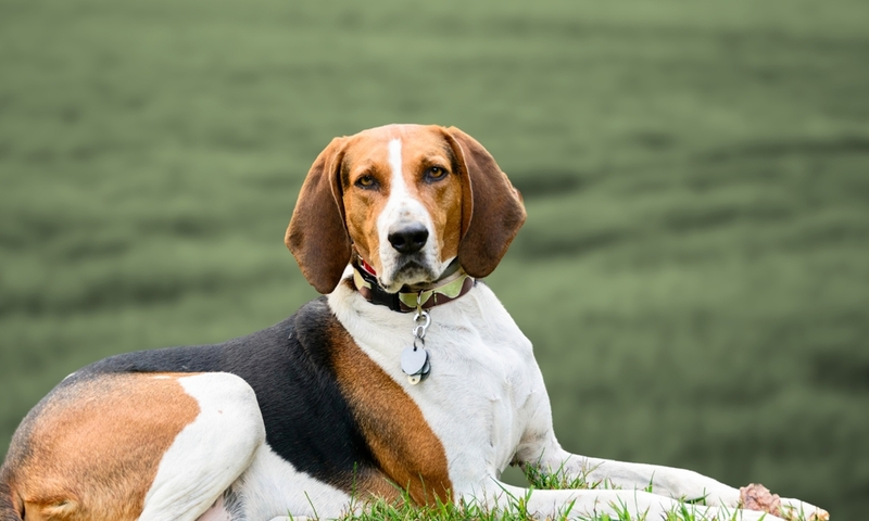 Coonhound Anglais Américain | Adithya_photography/Shutterstock 
