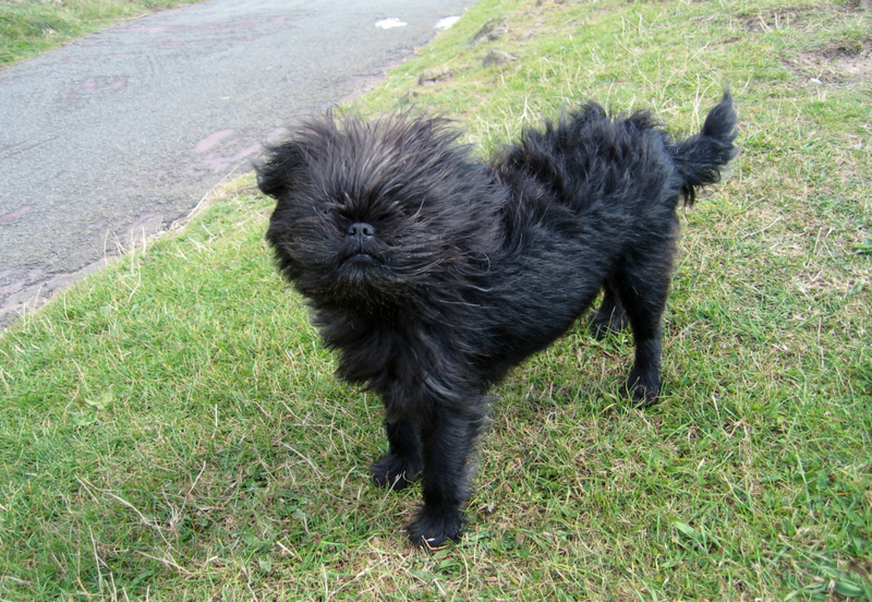 Affenpinscher | Alamy Stock Photo by Phil Rees