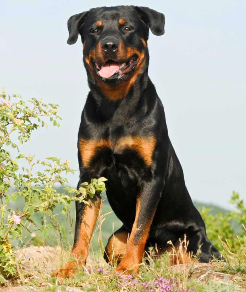 Rottweiler | Alamy Stock Photo by imageBROKER GmbH & Co. KG