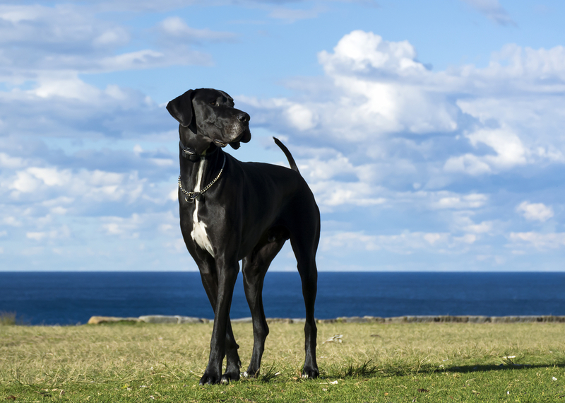 Dogue Allemand | RugliG/Shutterstock