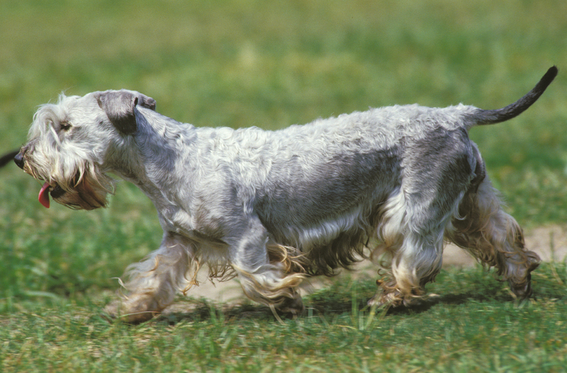 Cesky Terrier | Alamy Stock Photo by Arco/G. Lacz/Imagebroker