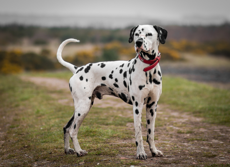 Le Dalmatien | Beth James/Shutterstock 