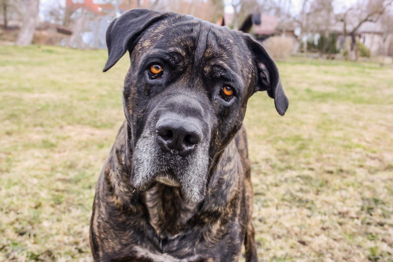 Cane Corso | Alamy Stock Photo by Cupofspring