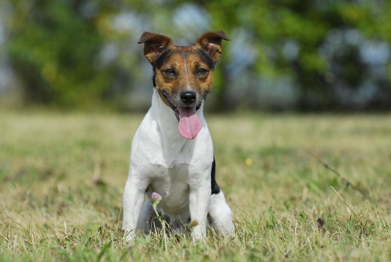Jack Russell Terrier | Alamy Stock Photo by Tierfotoagentur/S. Starick
