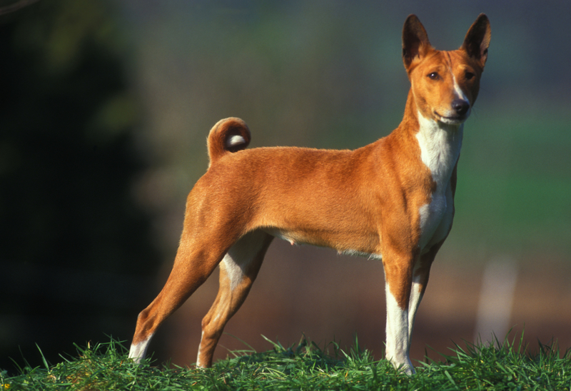 Basenji | Getty Images Photo by Auscape