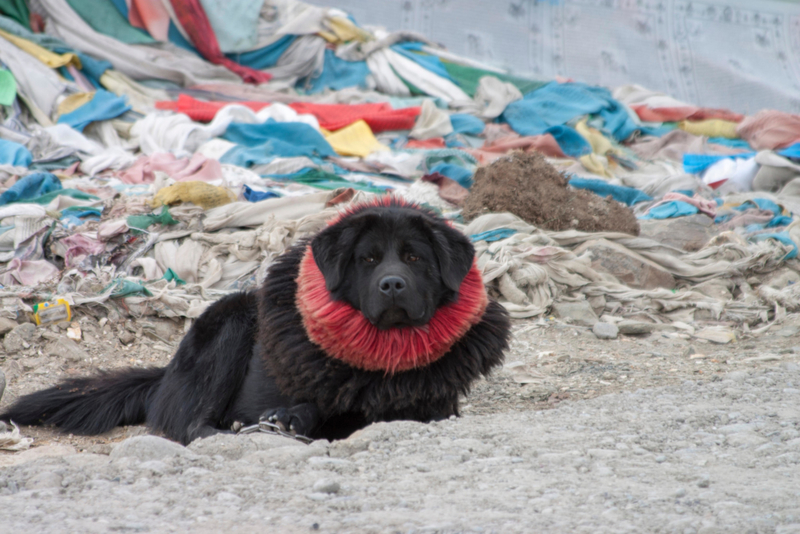 Le Mastiff Tibétain | Alamy Stock Photo by PAUL(PIBS)DAVIES